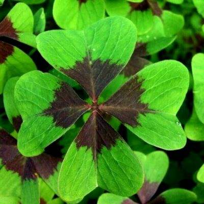 御剑奇缘拇指游戏下载